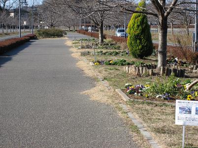 古河総合公園・アプローチ道路の写真