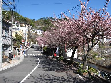 熱海桜の写真"