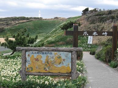 爪木崎の野水仙の写真"