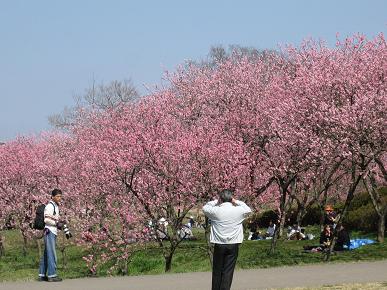 ５分咲きの花桃の写真"