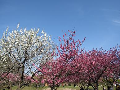 総合公園の桃は満開の写真"