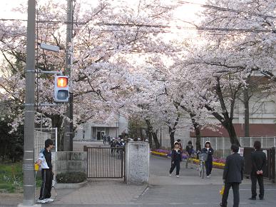 古河二中の桜も満開の写真"