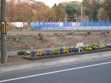 古河二中担当の花壇の写真"