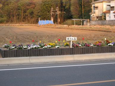 古河三高担当の花壇の写真"