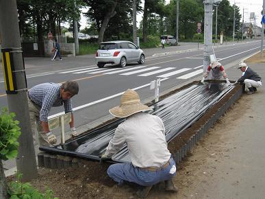 マルチを敷いているところの写真"