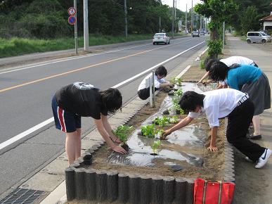 古河三高生・植え付けの写真"