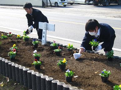 古河三高生植え付け中の写真"