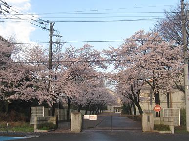 桜が満開の古河二中の写真"