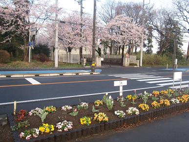 古河二中前の花壇の写真"