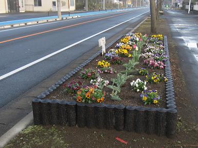 古河三高担当の花壇の写真"