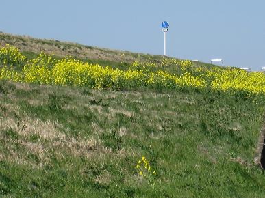 利根川堤防のからし菜の写真"