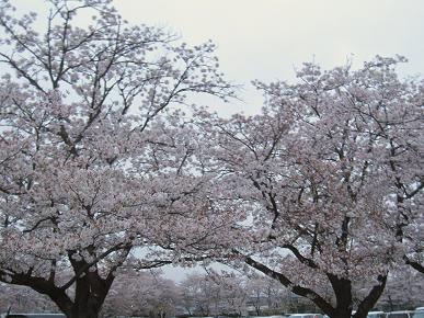 三桜工業株式会社駐車場の桜の写真"